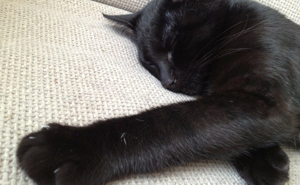 黒猫　睡眠