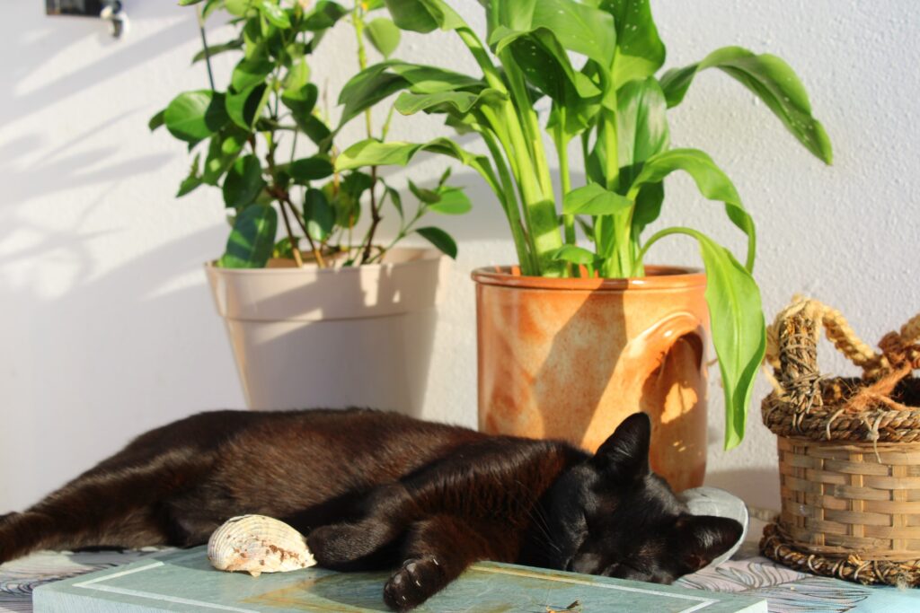 黒猫と植物